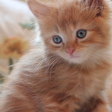 Entry image for Harley