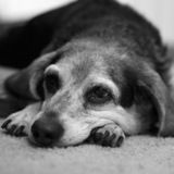 Entry image for Daisy