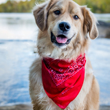 Entry image for Appa