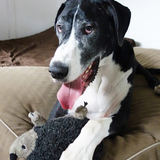 Entry image for Danny