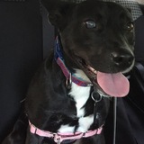 Entry image for Sage