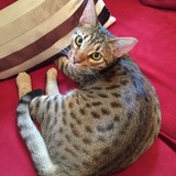 Entry image for Rocco