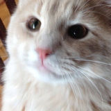 Entry image for Charley