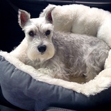 Entry image for Cameron