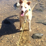 Entry image for Brody