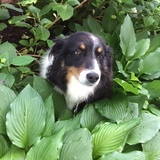 Entry image for Roxie