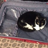 Entry image for Smudge