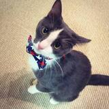 Entry image for Potus