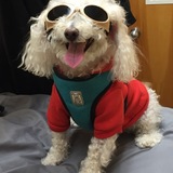 Entry image for Cody