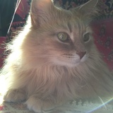 Entry image for Henry