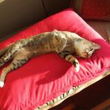 Entry image for Twiggy