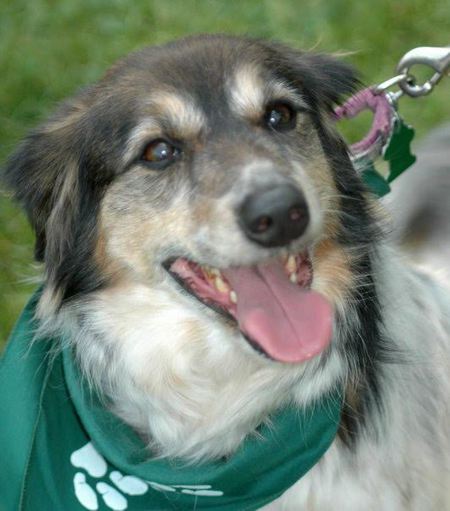 Entry image for Trixie. Clicking this image will show a larger photo