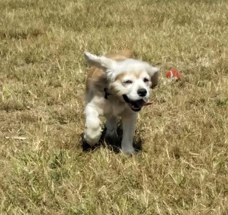 Entry image for Emmitt. Clicking this image will show a larger photo