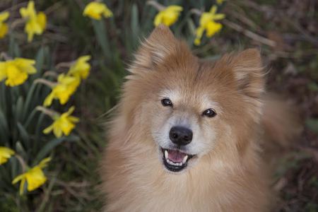 Entry image for Abby. Clicking this image will show a larger photo