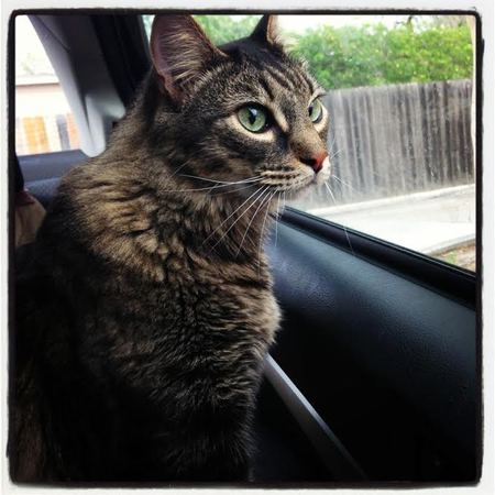 Entry image for Gus. Clicking this image will show a larger photo