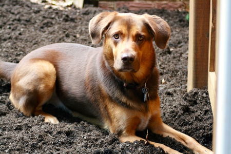 Entry image for Bella. Clicking this image will show a larger photo