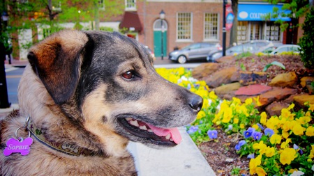 Entry image for Sophie. Clicking this image will show a larger photo