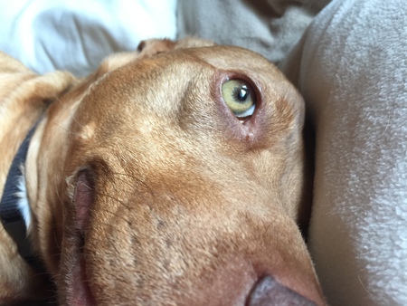 Entry image for Sammy. Clicking this image will show a larger photo