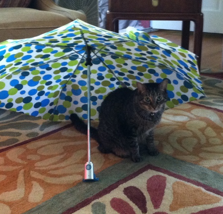 Entry image for Schnooky. Clicking this image will show a larger photo