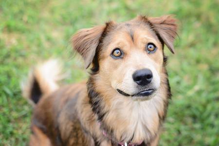 Entry image for Sadie. Clicking this image will show a larger photo