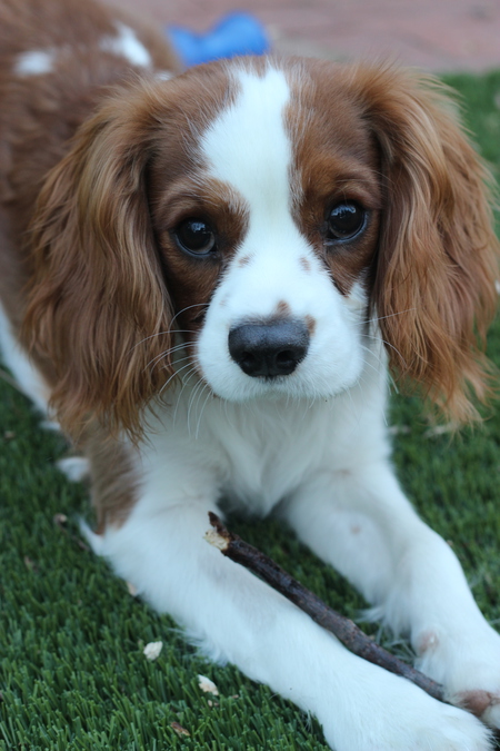 Entry image for Keisel. Clicking this image will show a larger photo