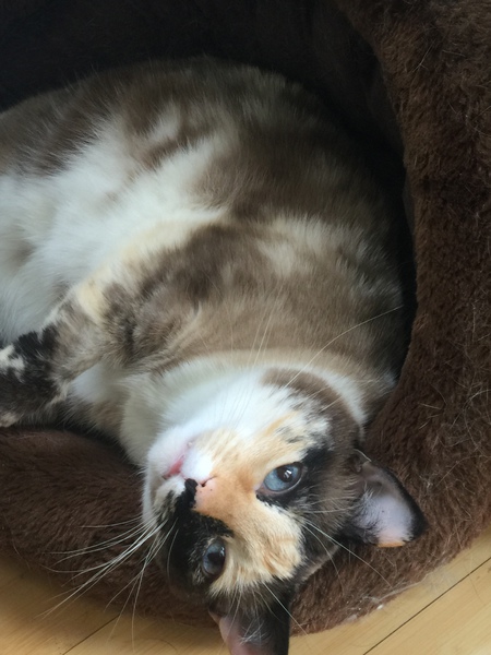 Bella