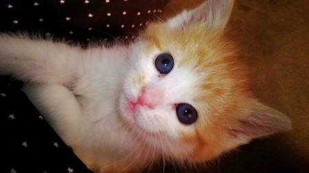 Entry image for Josie. Clicking this image will show a larger photo