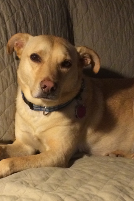 Entry image for Joey. Clicking this image will show a larger photo