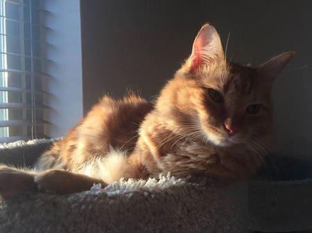 Oliver