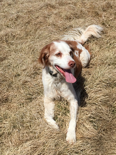 Entry image for Hunter. Clicking this image will show a larger photo