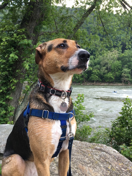 Entry image for Luna. Clicking this image will show a larger photo