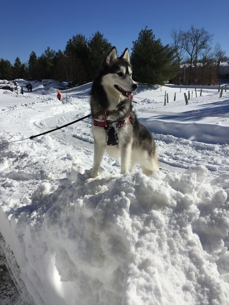 Entry image for Roxy. Clicking this image will show a larger photo