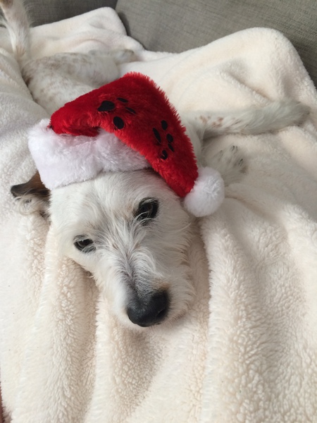 Entry image for Rosie. Clicking this image will show a larger photo