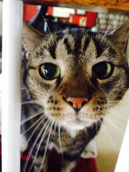 Entry image for Maurice. Clicking this image will show a larger photo