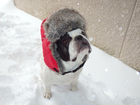 Entry image for Momo. Clicking this image will show a larger photo