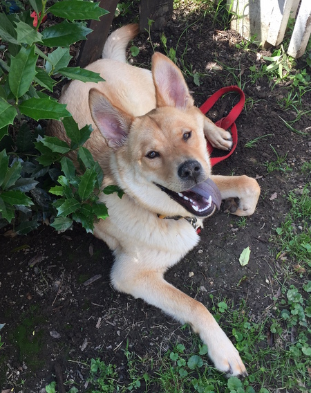 Entry image for Denver Pasternack. Clicking this image will show a larger photo