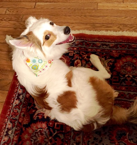 Entry image for Mokka. Clicking this image will show a larger photo