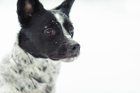 Entry image for Pixel. Clicking this image will show a larger photo