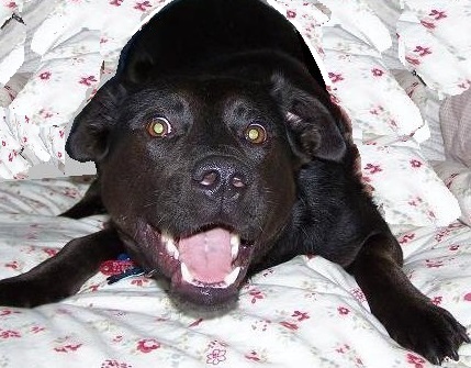 Entry image for Milo Cooper. Clicking this image will show a larger photo