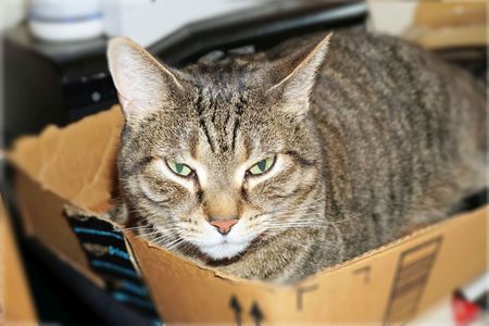 Entry image for Tabby Tabs. Clicking this image will show a larger photo