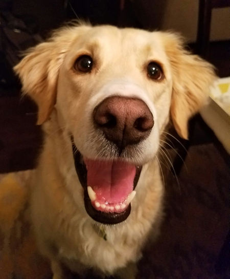 Entry image for Norman. Clicking this image will show a larger photo