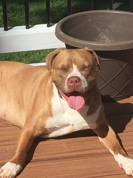 Entry image for Rufus. Clicking this image will show a larger photo