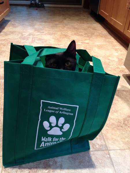 Entry image for Chestnut. Clicking this image will show a larger photo