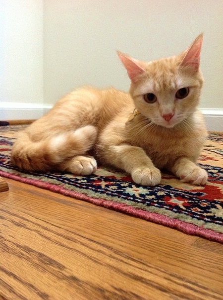 Entry image for Eyva. Clicking this image will show a larger photo