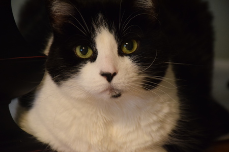 Entry image for Fiona. Clicking this image will show a larger photo