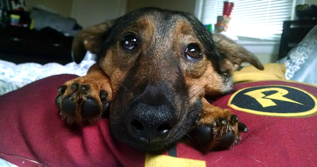 Entry image for Georgi La Forge. Clicking this image will show a larger photo