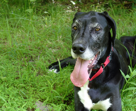 Entry image for Ripley. Clicking this image will show a larger photo