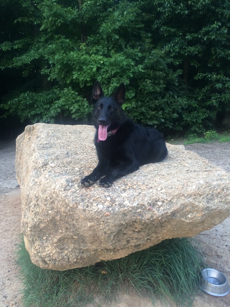 Entry image for Shayla. Clicking this image will show a larger photo