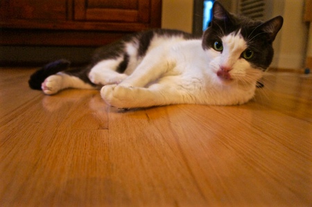 Entry image for Ollie. Clicking this image will show a larger photo