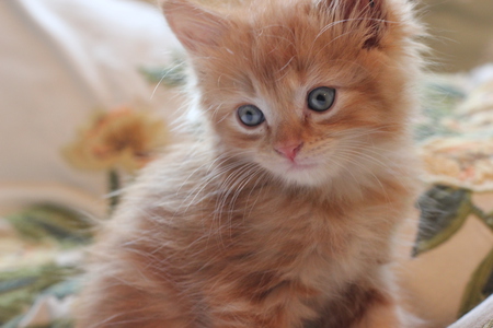 Entry image for Harley. Clicking this image will show a larger photo